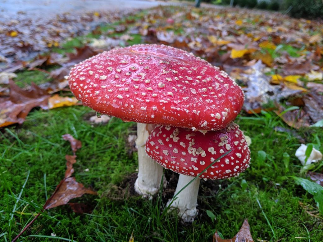 Psychedelic attachment theory