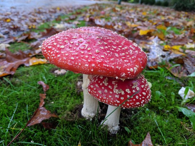 Psychedelic attachment theory